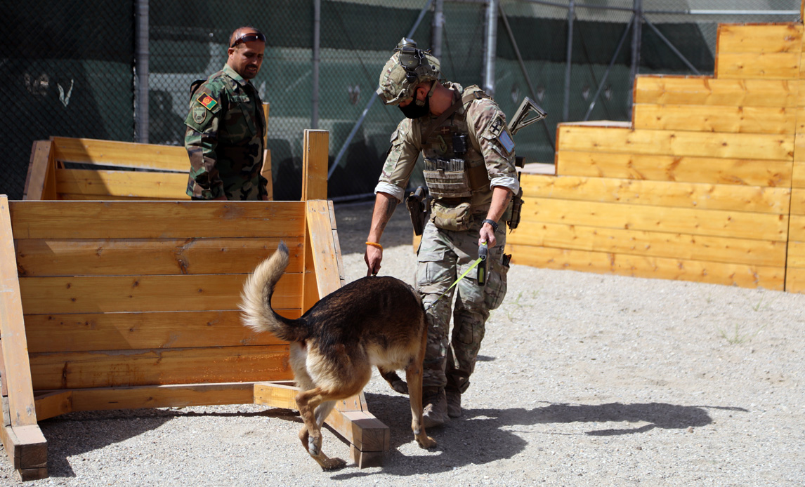 Den danske hundefører hilser på en af de afghanske sprængstofhunde.