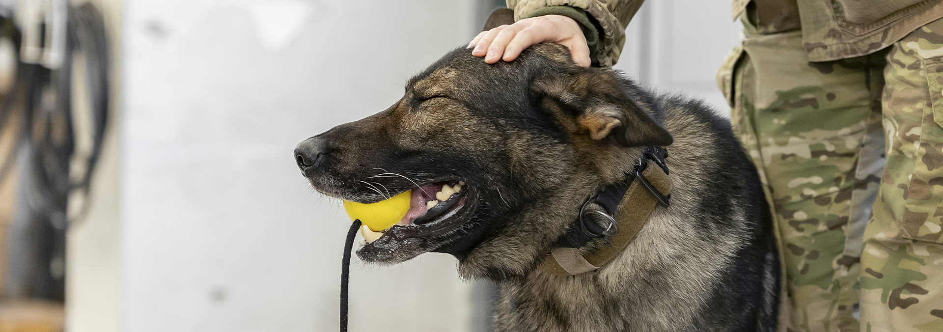 Hund fra Military Working Dog bliver aet på hovedet