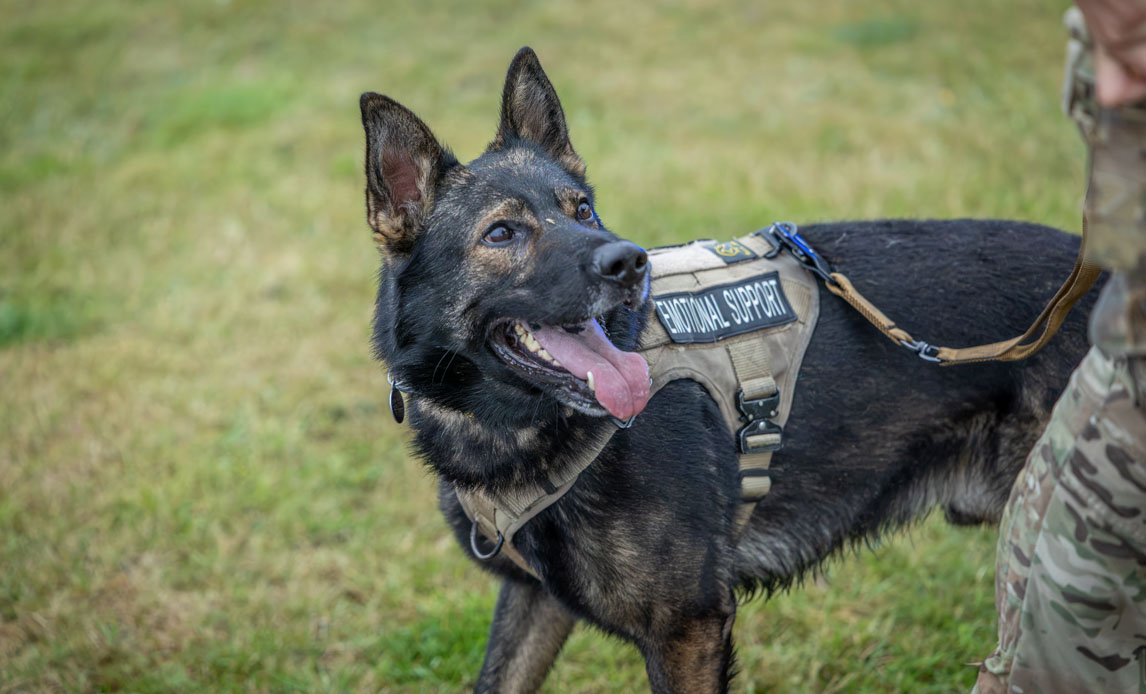 sort tjenestehund