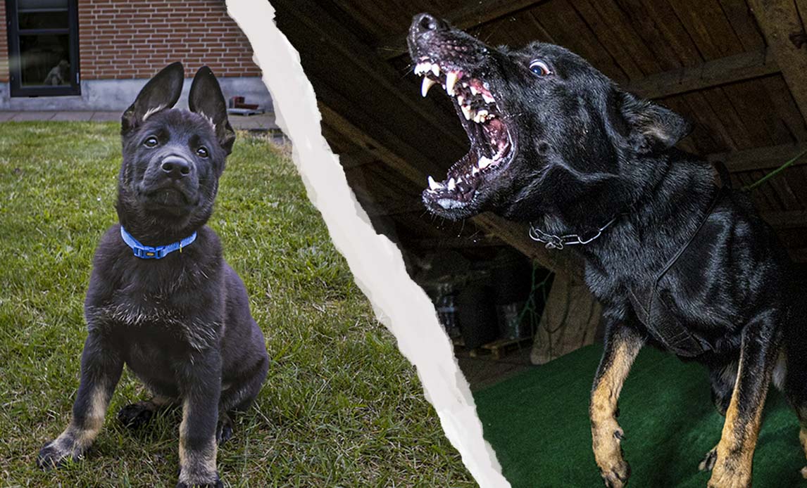 Mogens som lille hvalp og stor patruljehund.