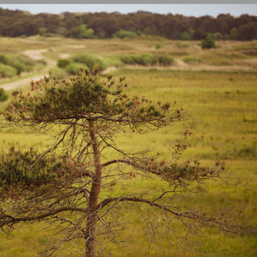 Naturen i Oksbøl