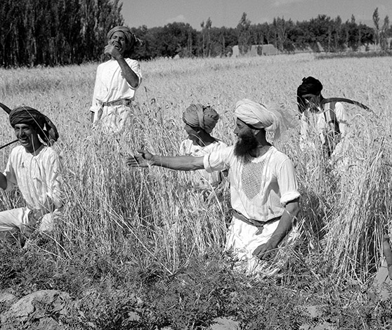 Afghanere i færd med at høste i 1960.