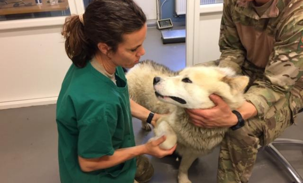 Dyrlæge ordner tænder på slædehund fra siriuspatruljen