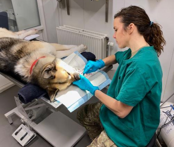 Dyrlæge ordner tænder på tjenestehund fra slædepatruljen Sirius